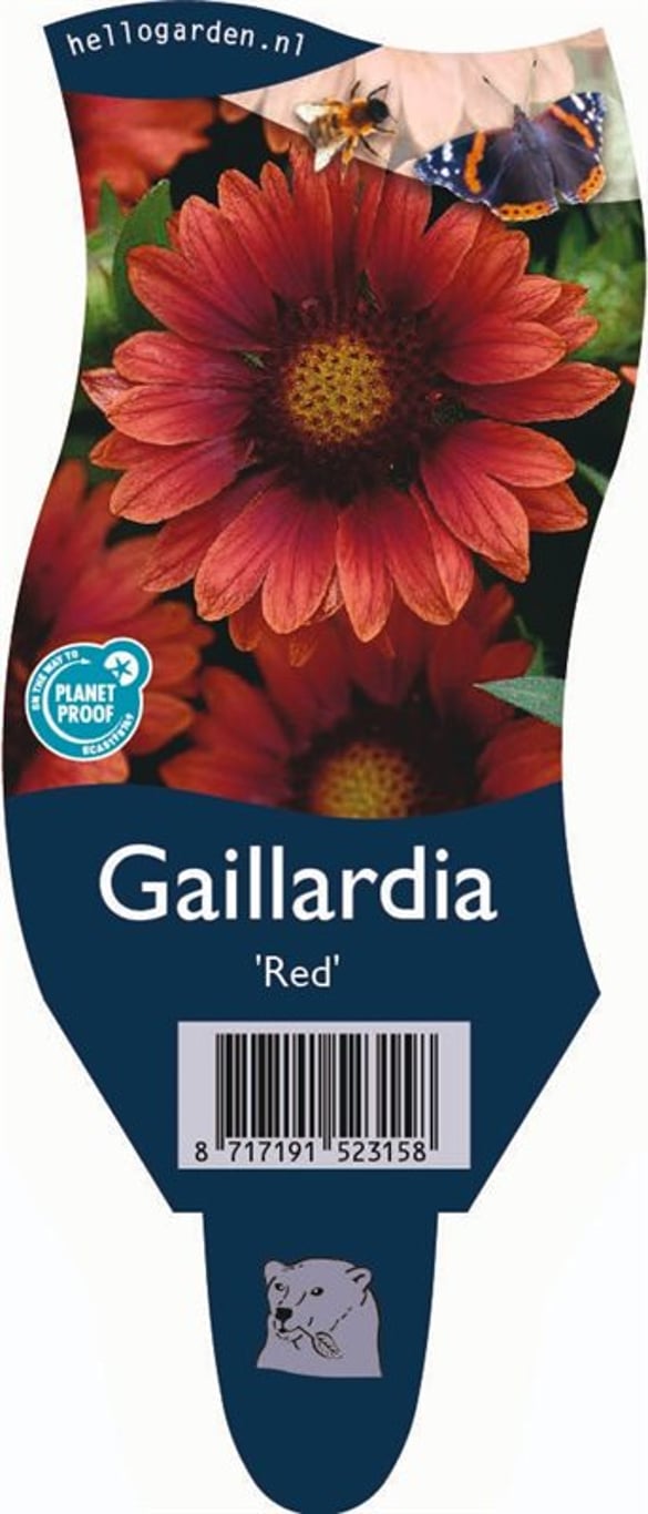 Gaillardia 'Red' - P11